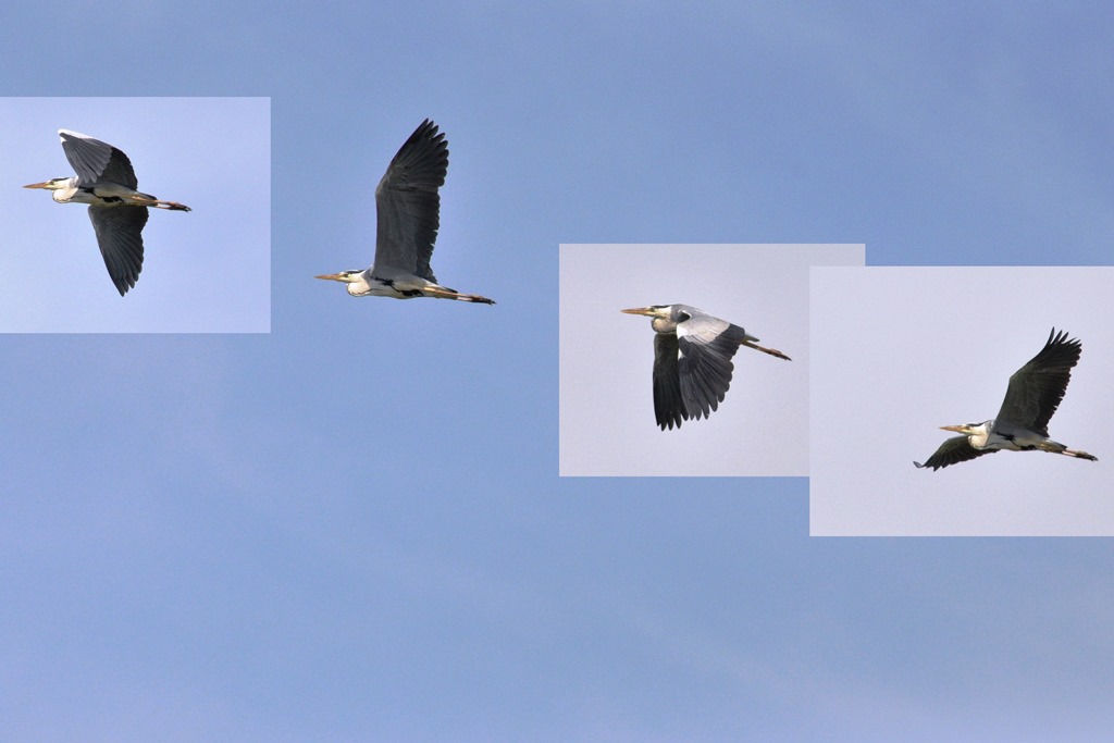 DSC_0112_11489as