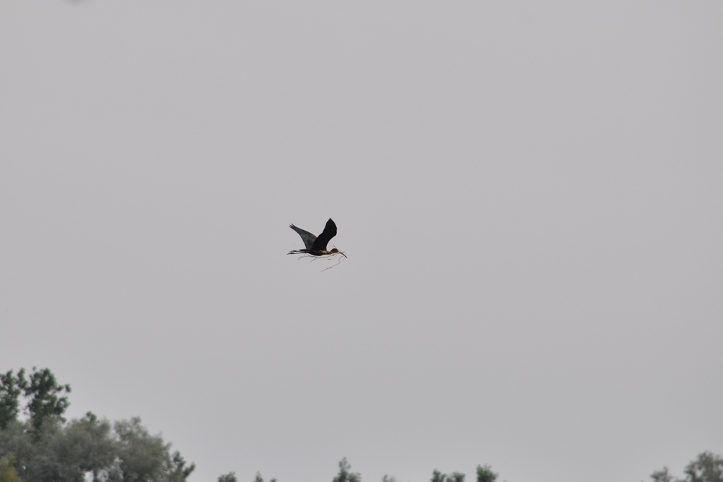 DSC_0146_11523r