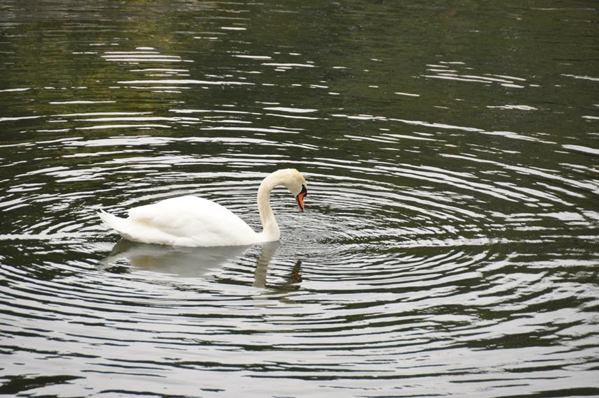 DSC_0861_09094
